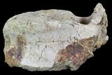 Agujaceratops Vertebrae - Aguja Formation, Texas #88712-3
